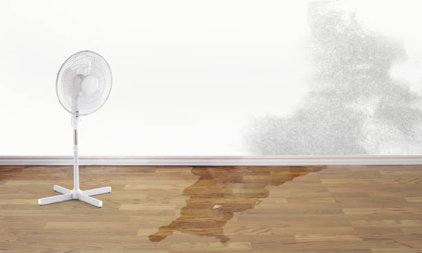 Best Water damage cleanup near me  in Bangor, MI