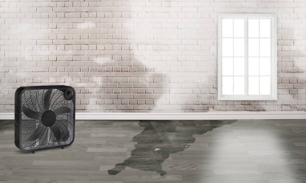 Best Mold removal after water damage  in Bangor, MI